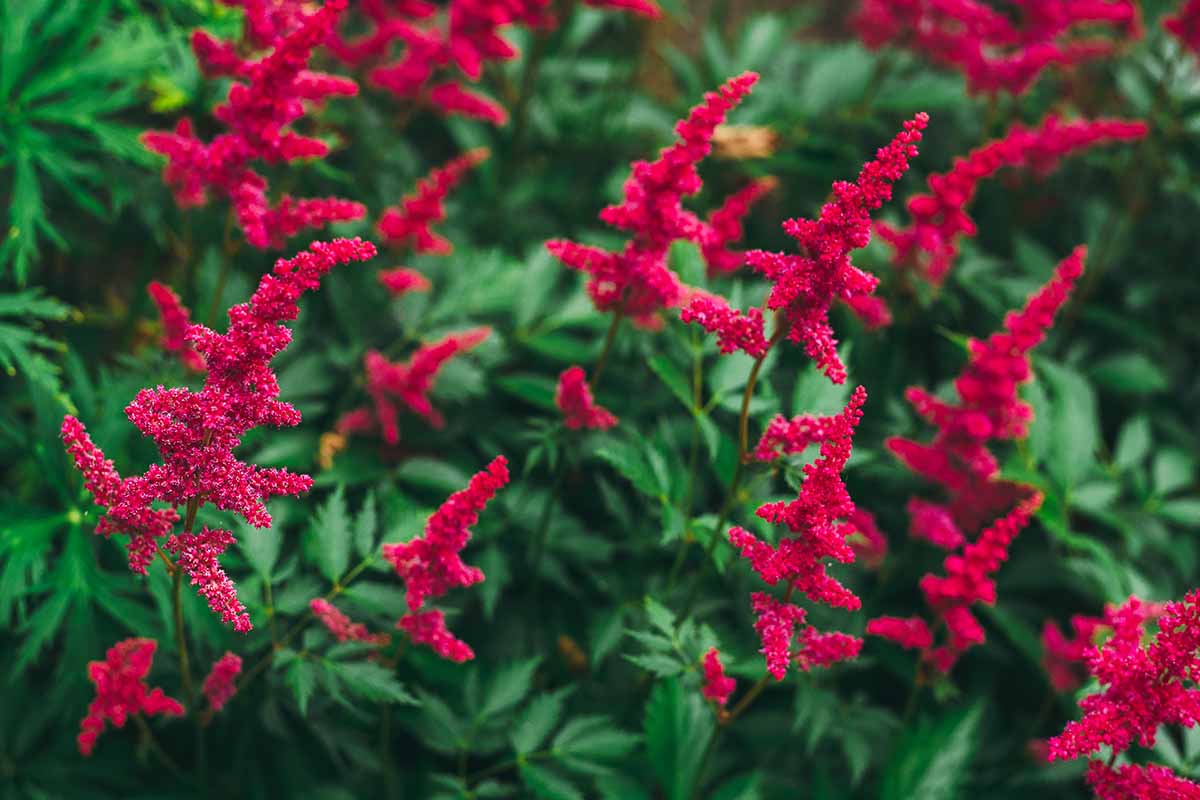 A close up horizontal image of bright red astilbe flowers growing in the garden pictured on a soft focus background.