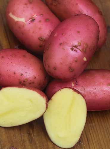A vertical product photo of Red Luna potatoes.