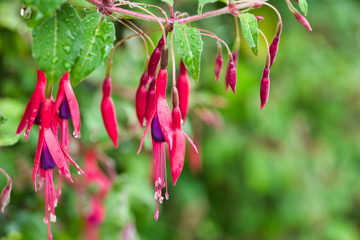 A horizontal close up of a branch of red and purple fuchsia flowers against a bokeh green background of foliage.