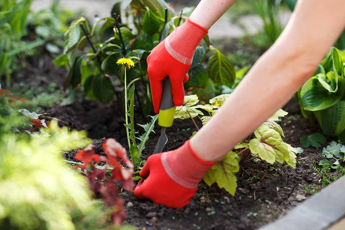 A horizontal photo of a gardener in red gardening gloves digging up a dandelion in a vegetable garden.