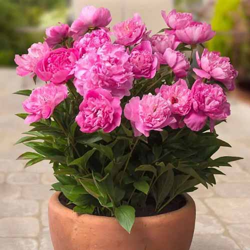 A square image of 'Rome' peonies growing in a terra cotta pot set on a tiled patio.