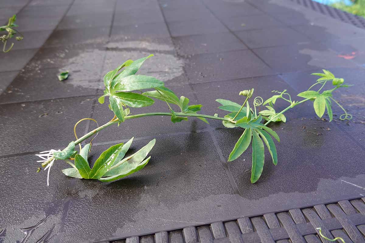 A horizontal photo of a passionflower cutting rooted in water.