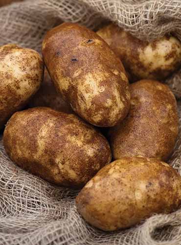 A vertical product photo of Russet Norkotah potatoes.