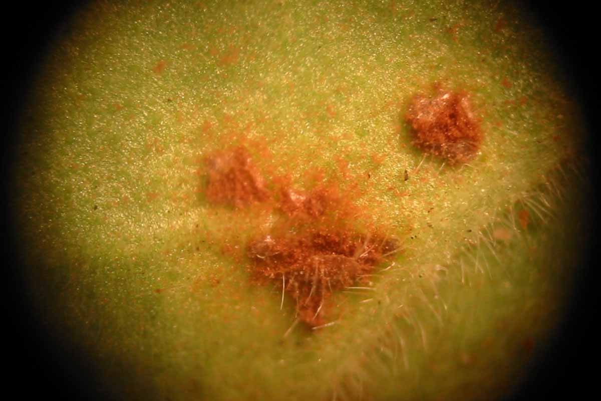 A close up horizontal image of rust spores in high magnification on the surface of a leaf.