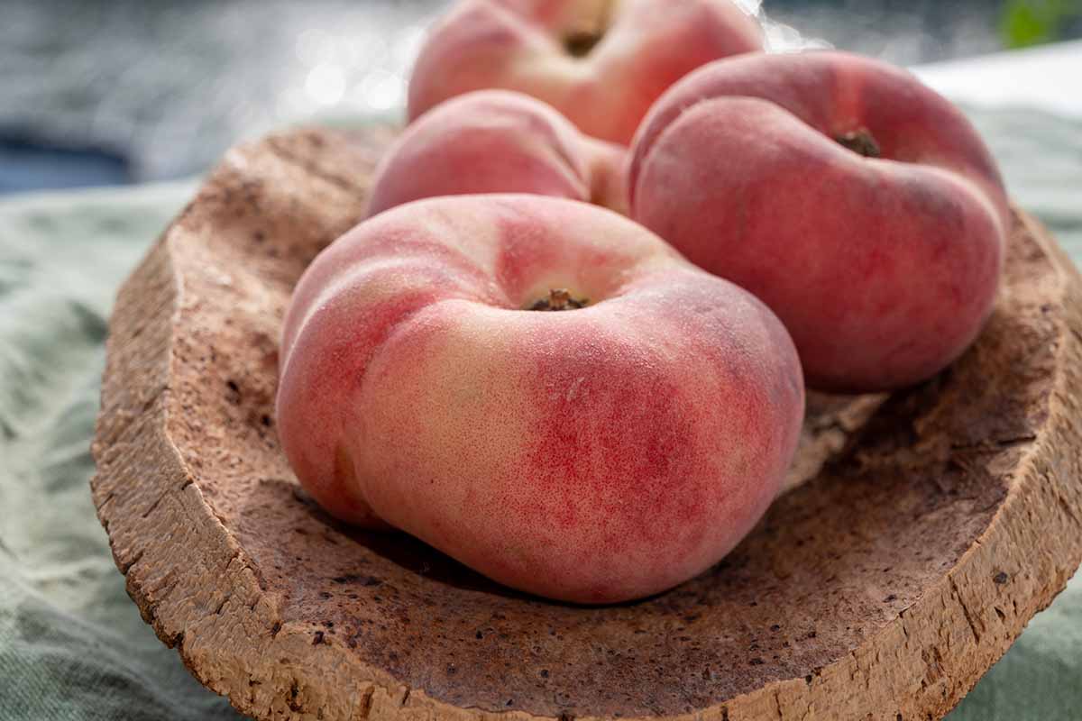 A close up horizontal image of four 'Saturn' peaches set on a cork bowl indoors.