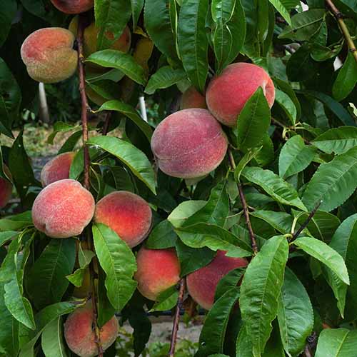 A square image of 'Scarlet Prince' peaches growing in the garden surrounded by dark green foliage.