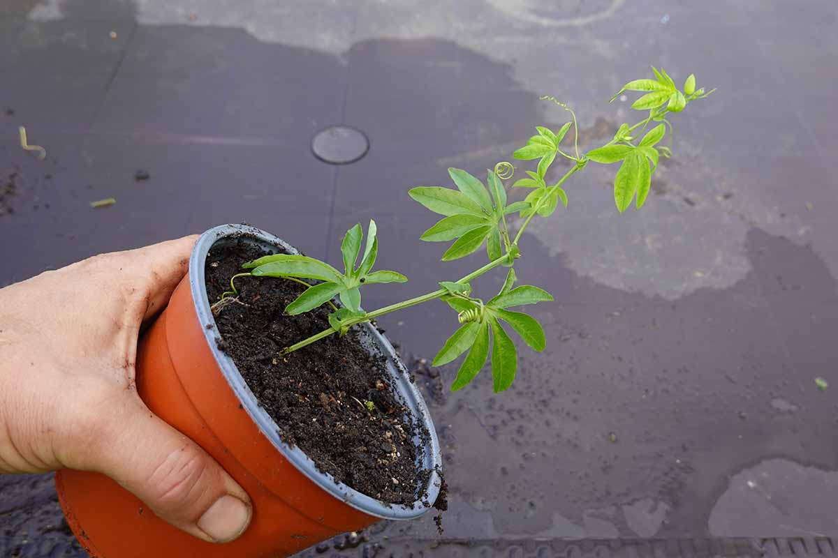 A horizontal photo of a small passionflower seedling in a four-inch nursery pot held sideways.