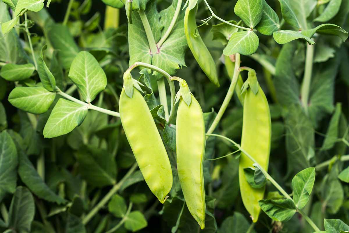 A horizontal photo of mature snow pea pods growing in a garden.