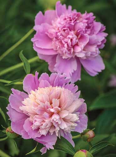 A vertical image of beautiful 'Sorbet' blooms growing in the garden pictured on a soft focus background.