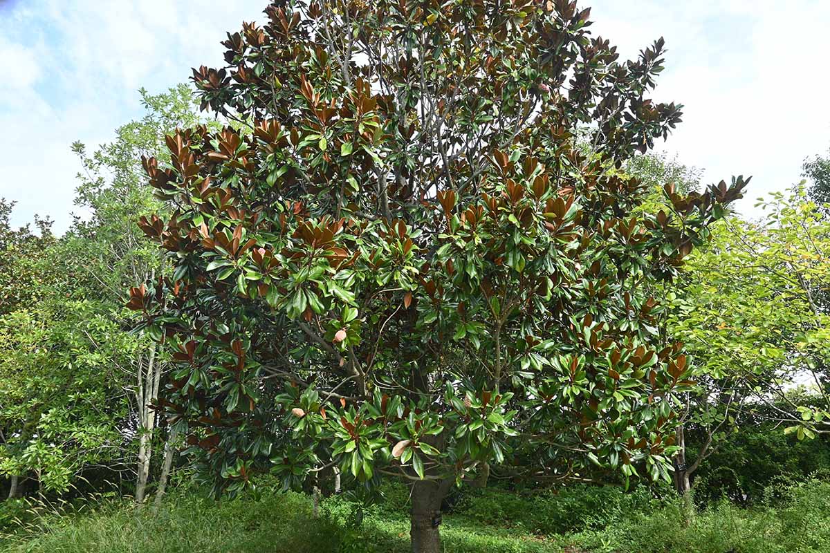 A horizontal photo of a large southern magnolia tree growing in a garden.