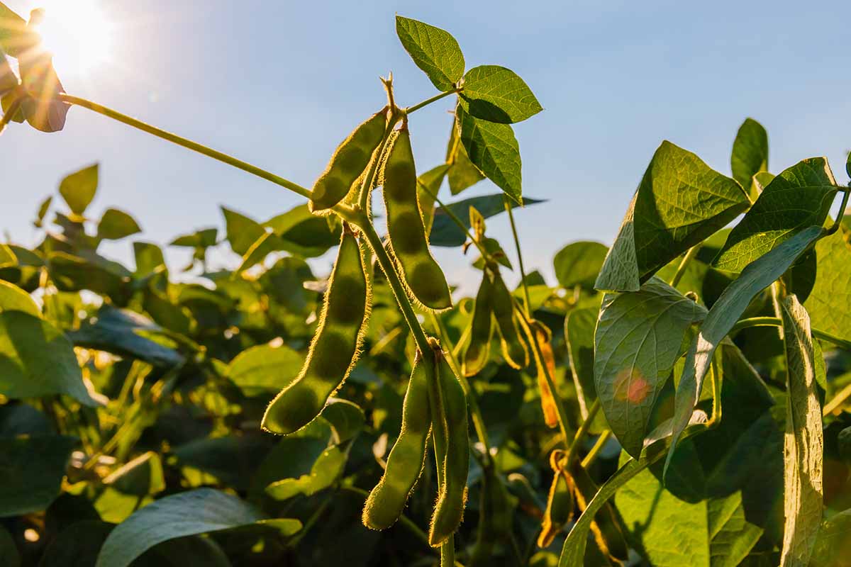 A close up horizontal image of soybeans growing in the garden pictured in evening sunshine.