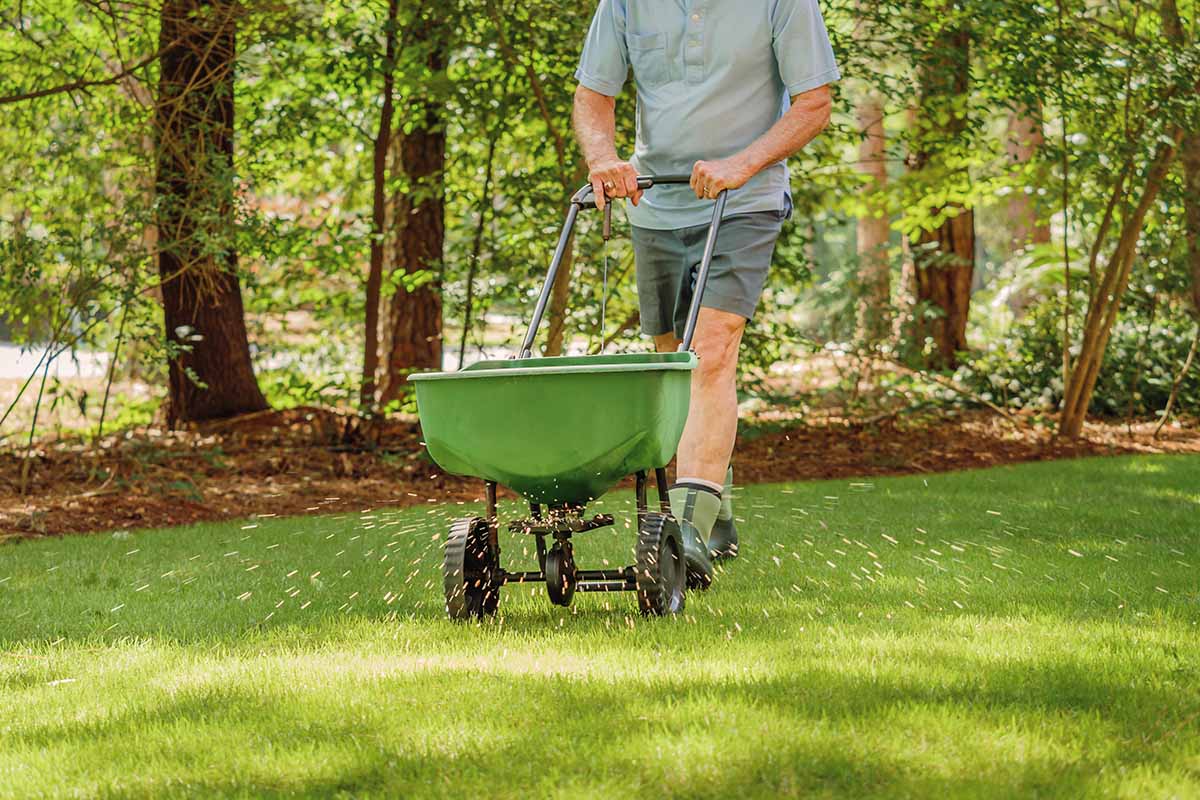 A close up horizontal image of a gardener pushing a seed spreader over a lawn.