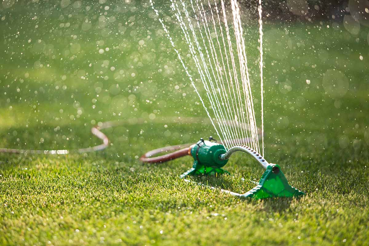 A horizontal image of a sprinkler irrigating the garden pictured in light sunshine.