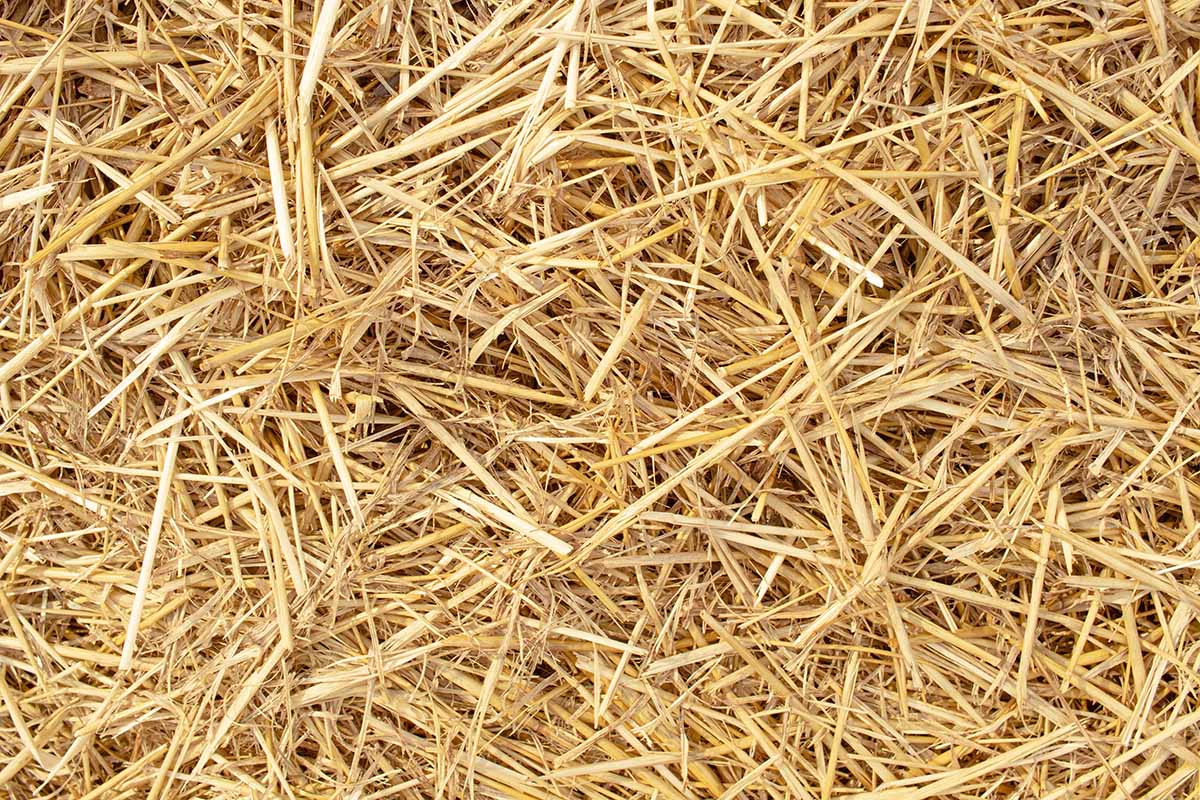 A horizontal photo of close up wheat dry straw.