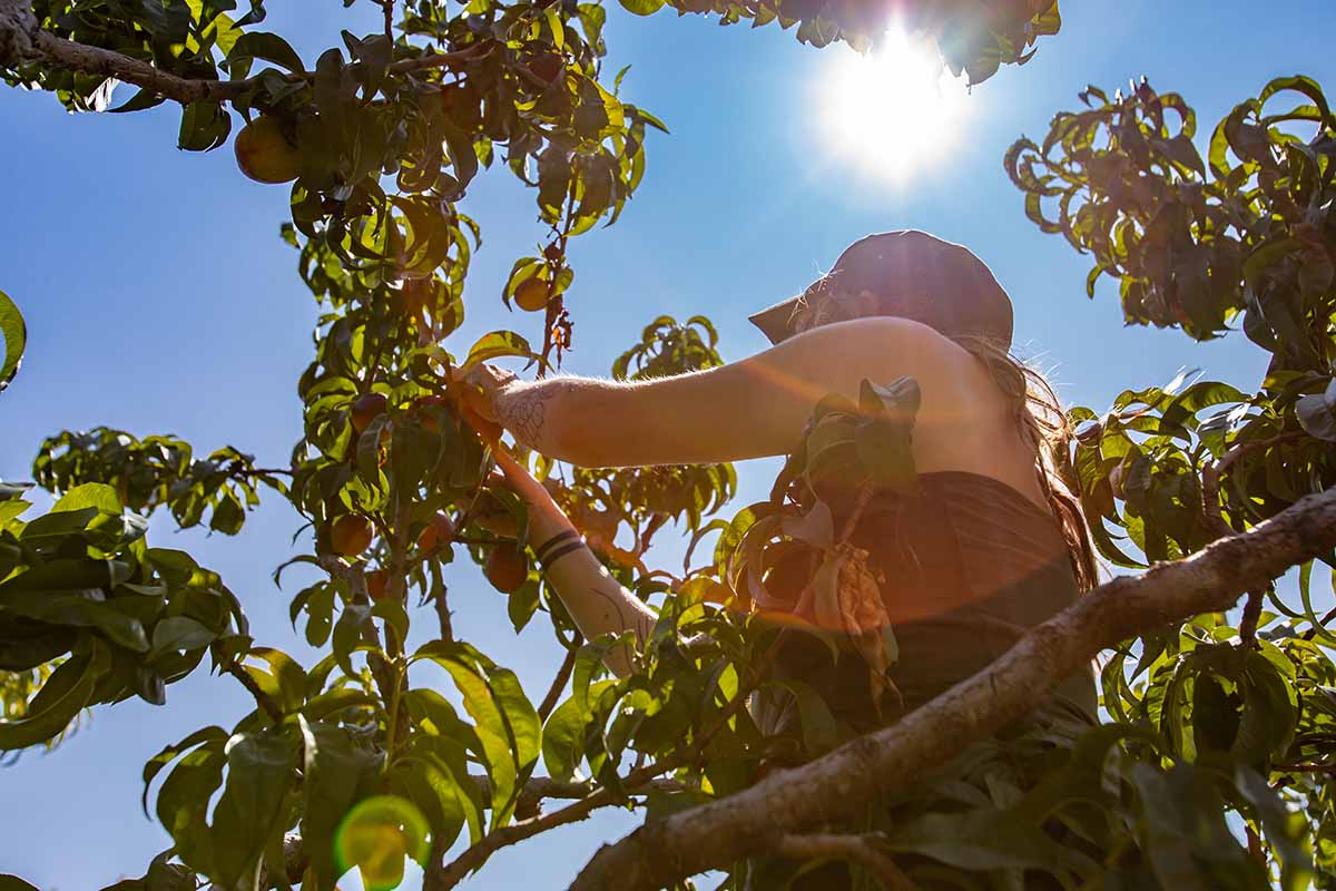A close up horizontal image of a gardener harvesting fruit from a tree in bright sunshine pictured on a blue sky background.