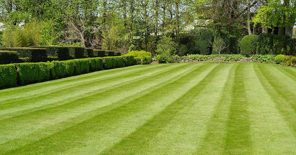 7 Tips for a Luscious, Healthy Lawn