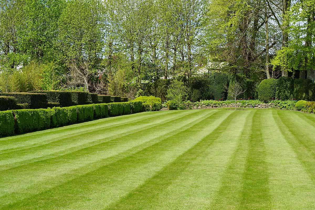 A horizontal image of a view over a perfectly manicured lawn with shrubs and hedges in the background.