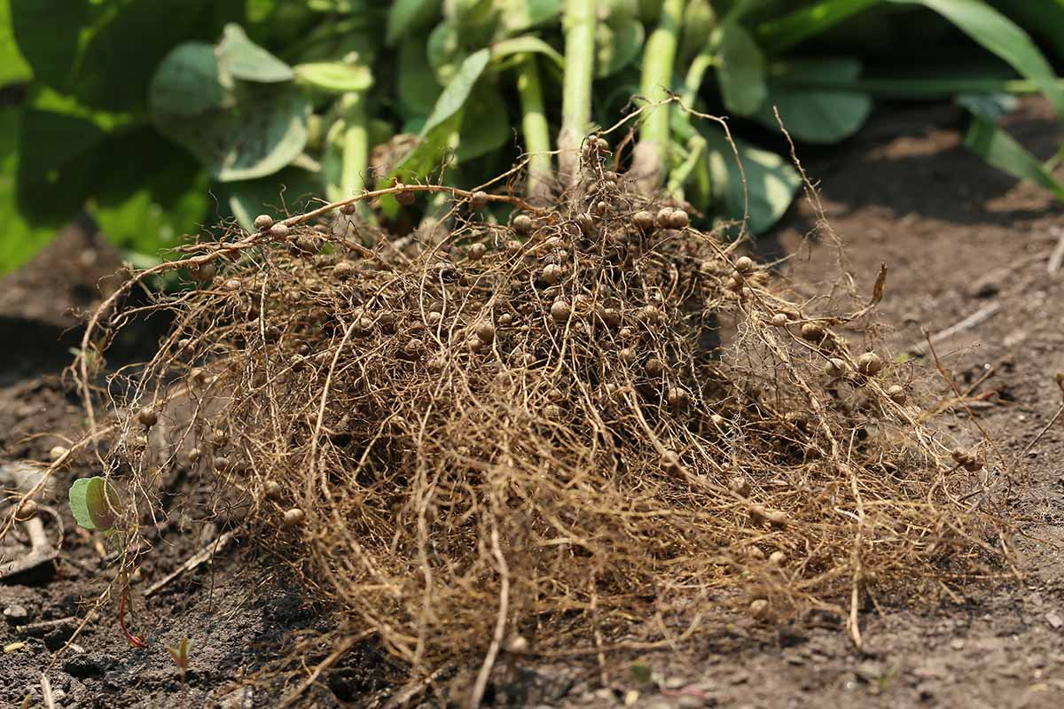 A close up horizontal image of a plant dug up showing the nodules on the roots.