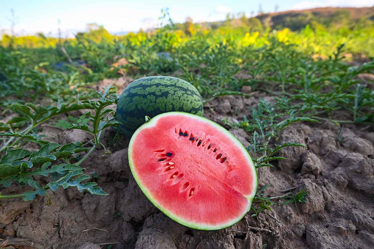 A horizontal photo of a watermelon field with a melon cut in half.