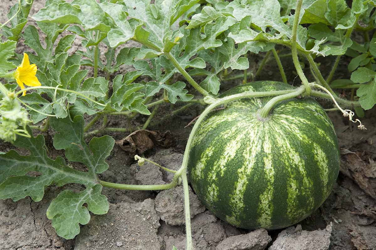 A horizontal photo of a watermelon growing in a vegetable garden.