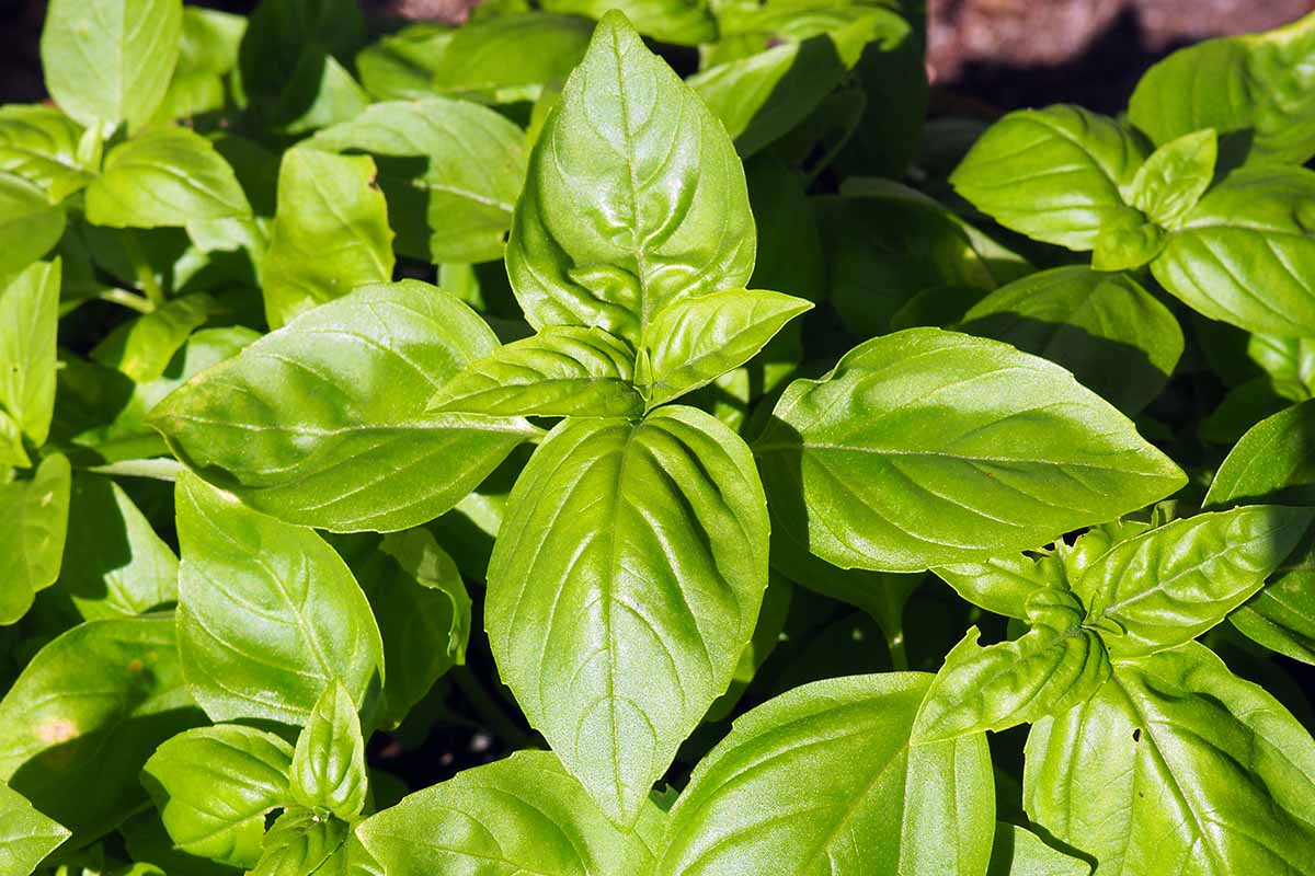 A horizontal close up of several basil leaves on one plant.