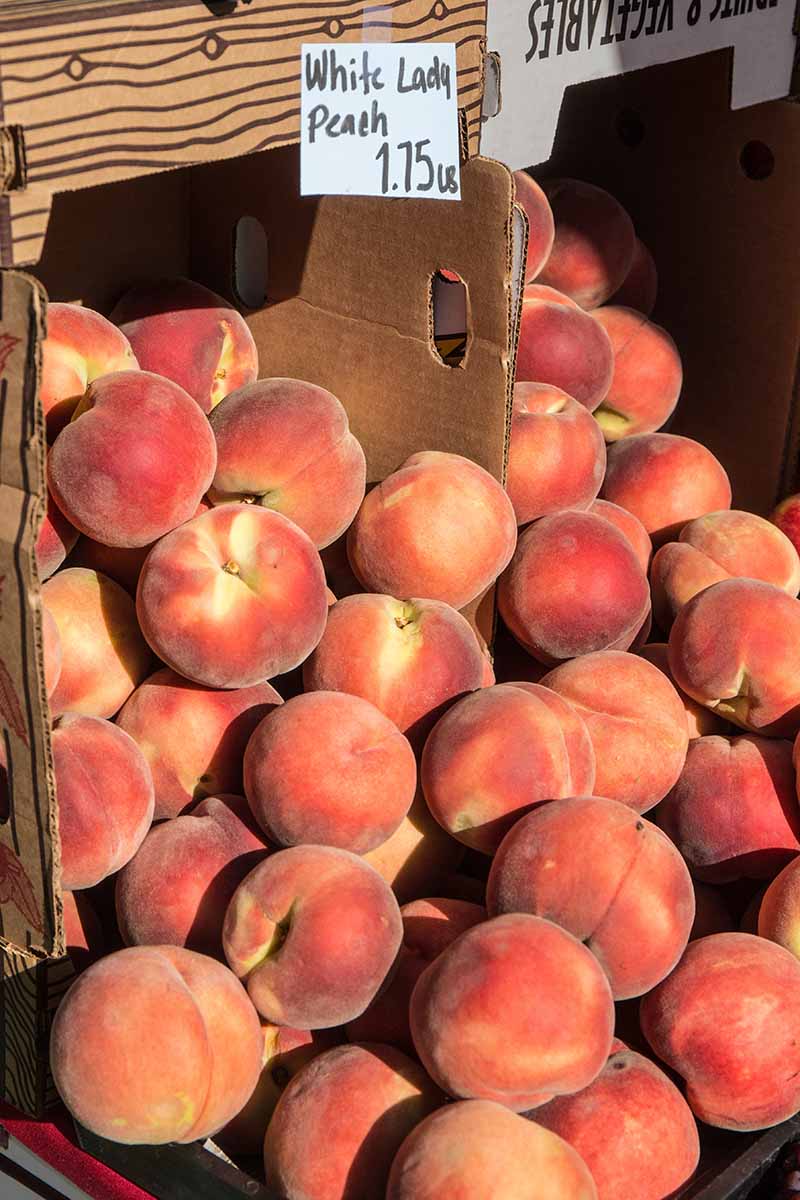 A vertical image of a big pile of 'White Lady' peaches in a box at a market.