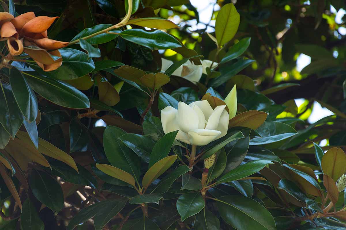 A close up horizontal image of a magnolia tree in bloom with white flowers, pictured with filtered sunshine in the background.