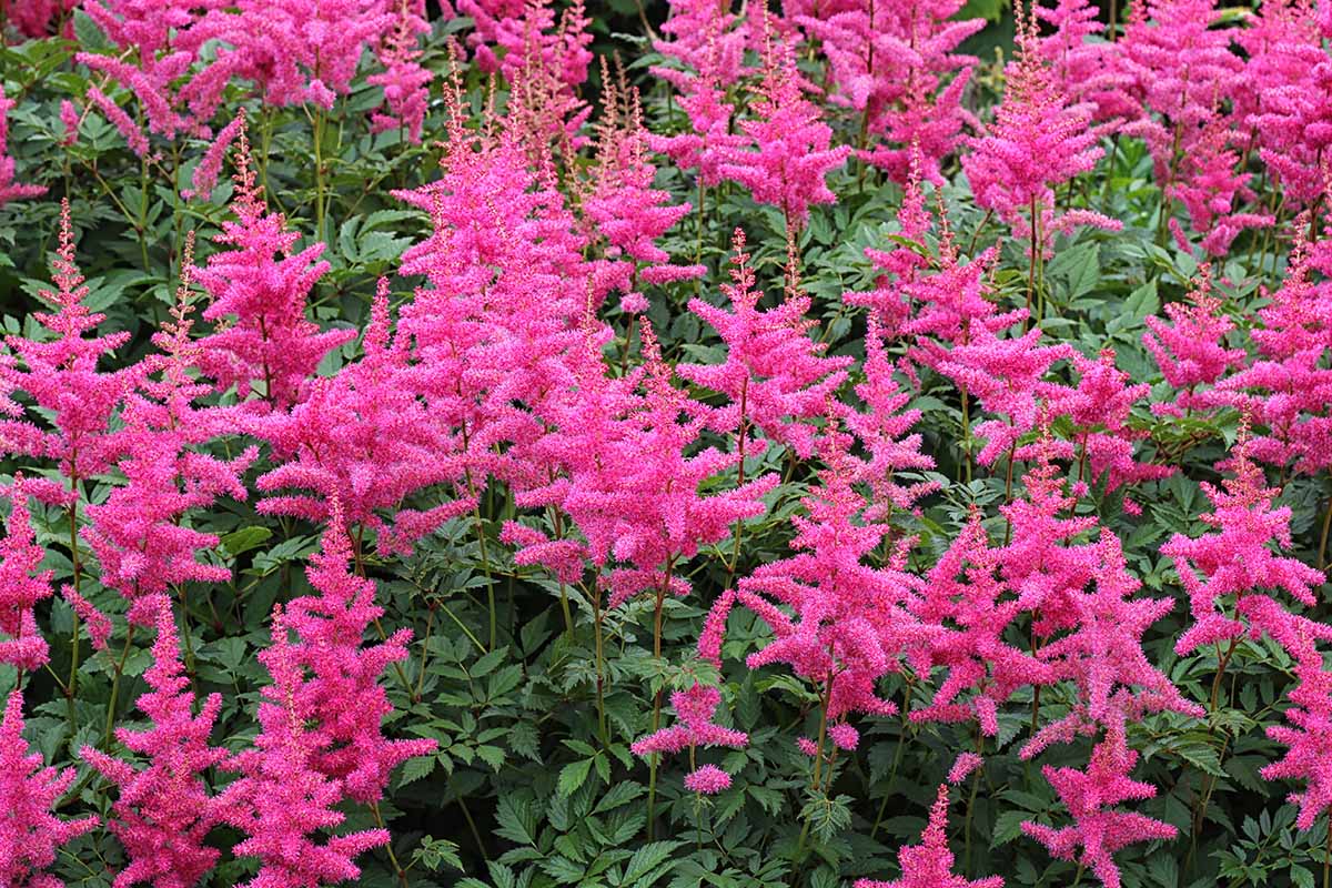 A close up horizontal image of bright pink astilbe flowers growing in the garden.