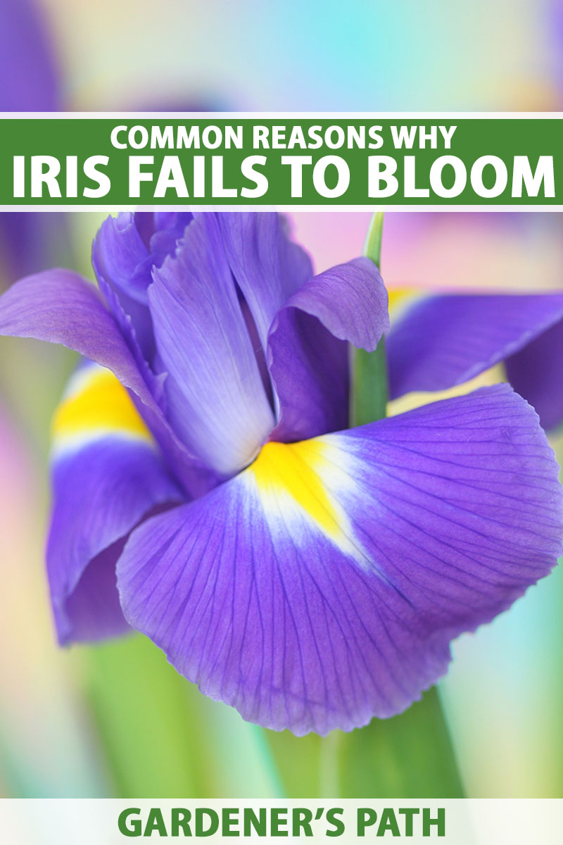 A vertical close up photo of a purple iris bloom. Green and white text span the center and bottom of the frame.