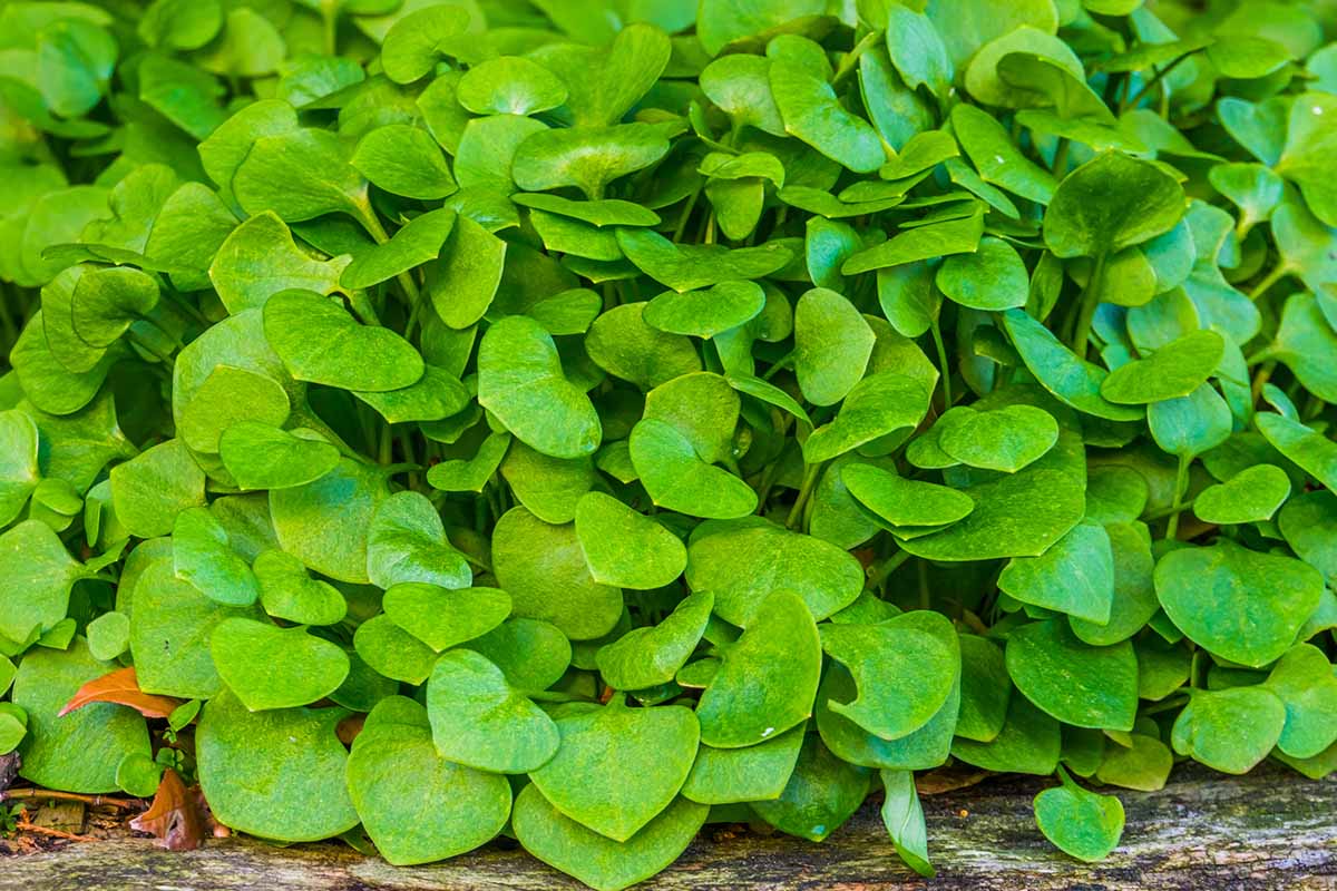 A close up horizontal image of miner's lettuce growing in a garden bed.