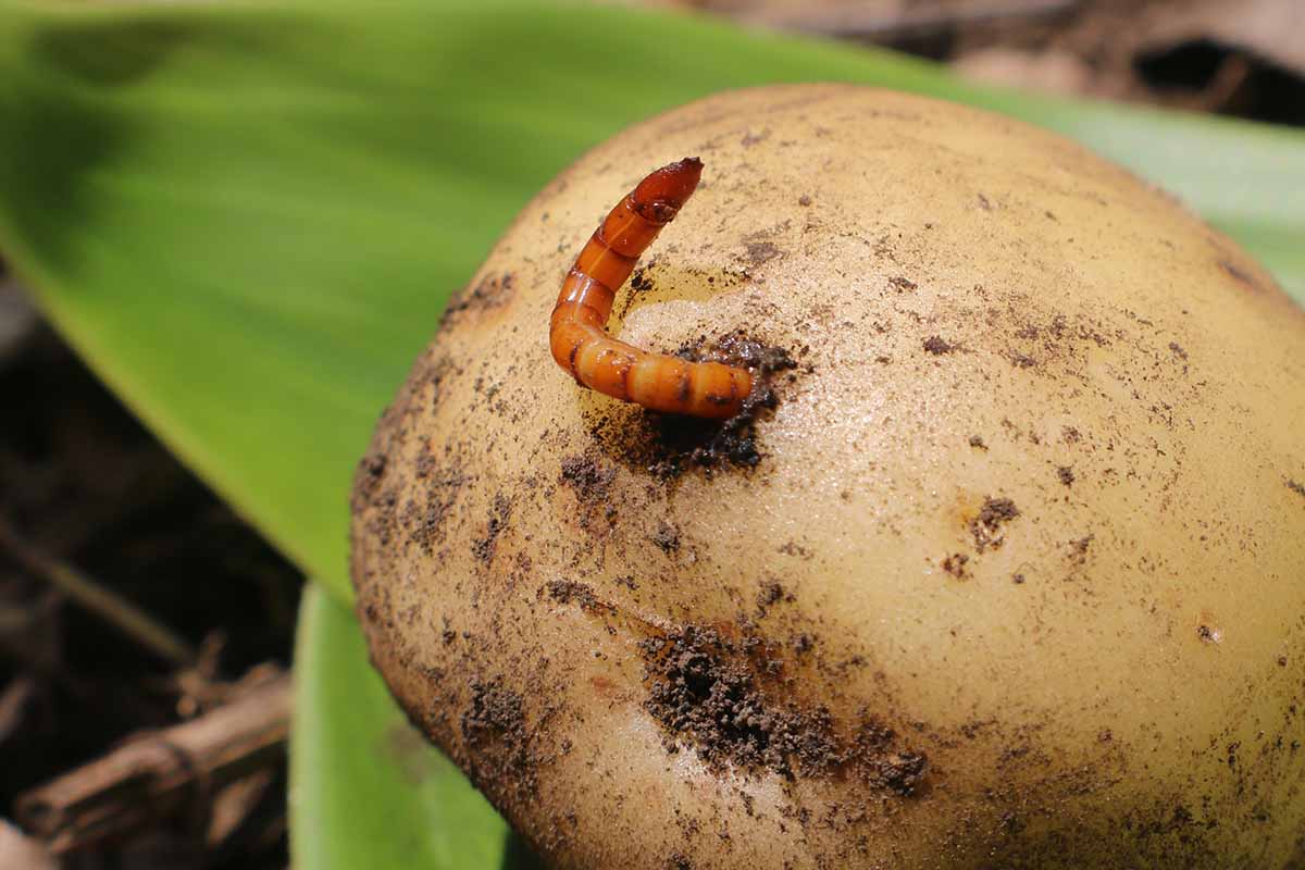 A horizontal photo of a wireworm pest emerging from a freshly dug tuber.
