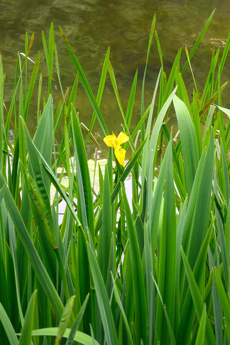 A vertical photo of yellow iris growing next to a pond.