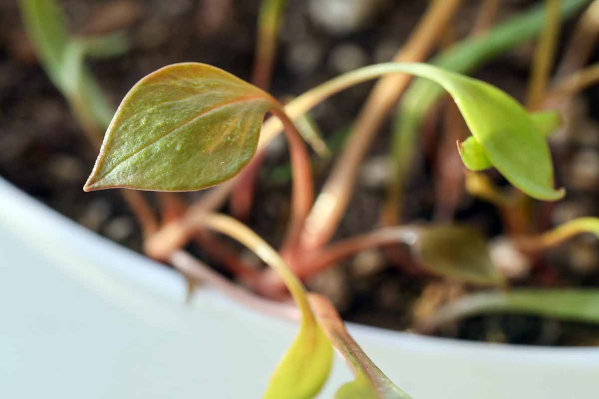 A close up horizontal image of the young leaves of Claytonia perfoliata (miner's lettuce) growing in a container indoors.