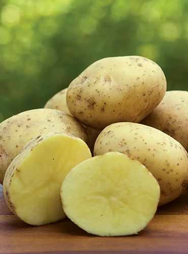A vertical product photo of Yukon Gold potatoes.