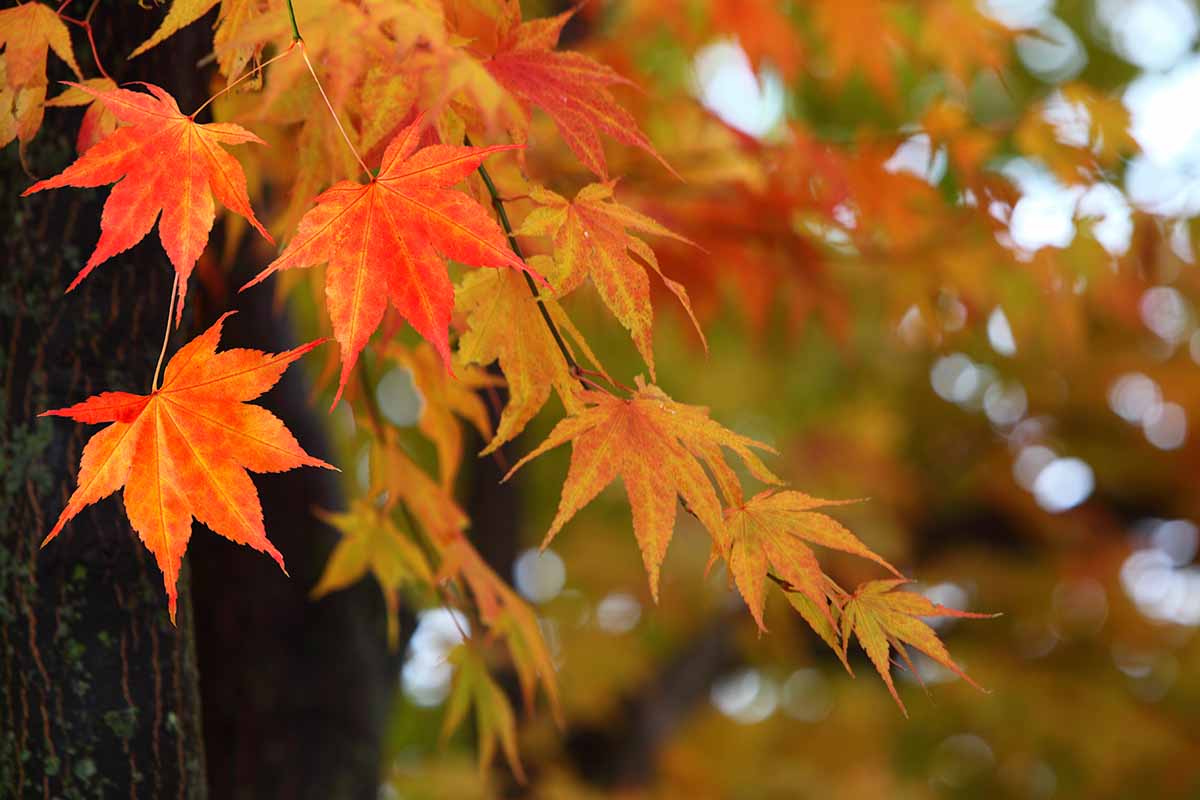 A close up horizontal image of the fall foliage of a red Japanese maple (Acer palmatum) pictured on a soft focus background.