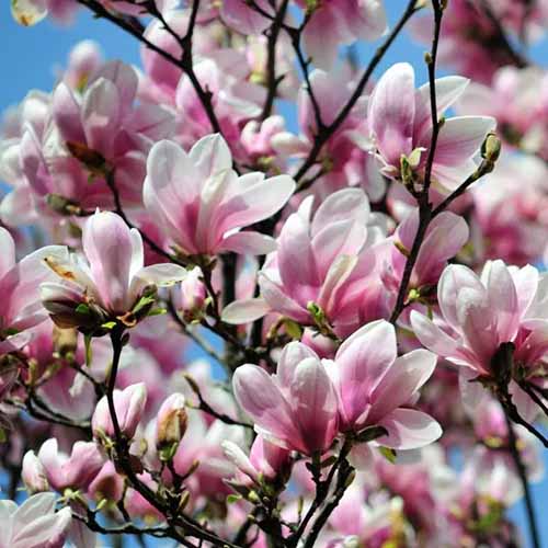 A square product close up photo of Alexandrina magnolia.