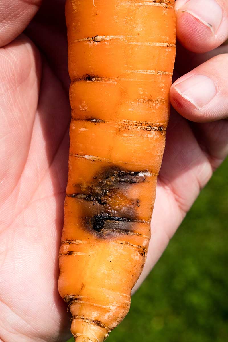 A close up vertical image of a hand holding a large carrots showing symptoms of Alternaria disease.
