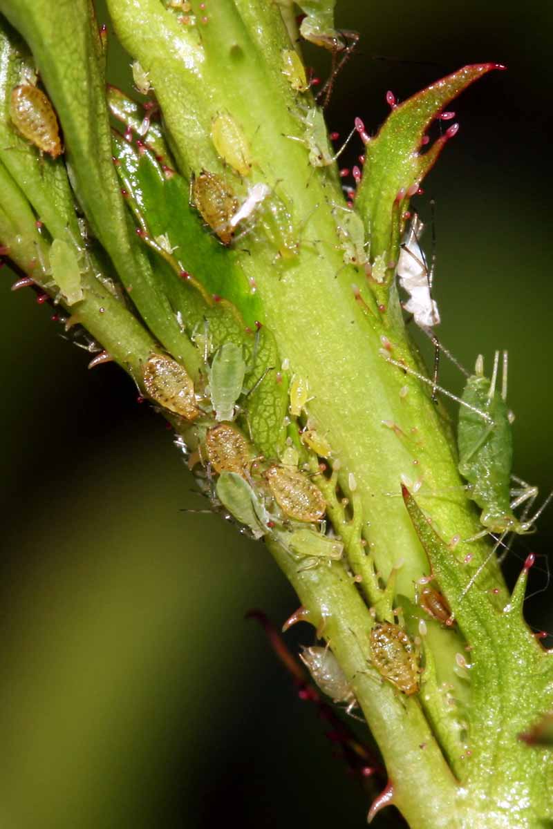 A close up vertical image of an aphid infestation on the branch of a plant.