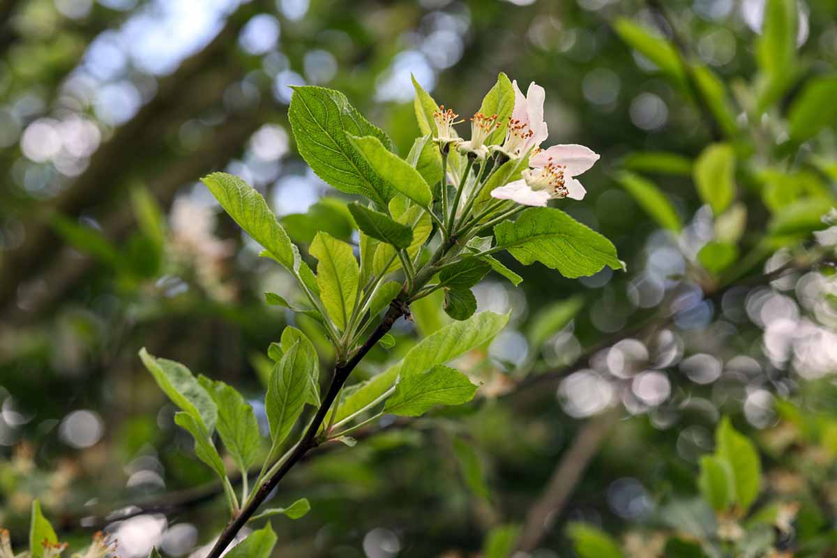 A close up horizontal image of the blooms and foliage of an apple pictured on a soft focus background.