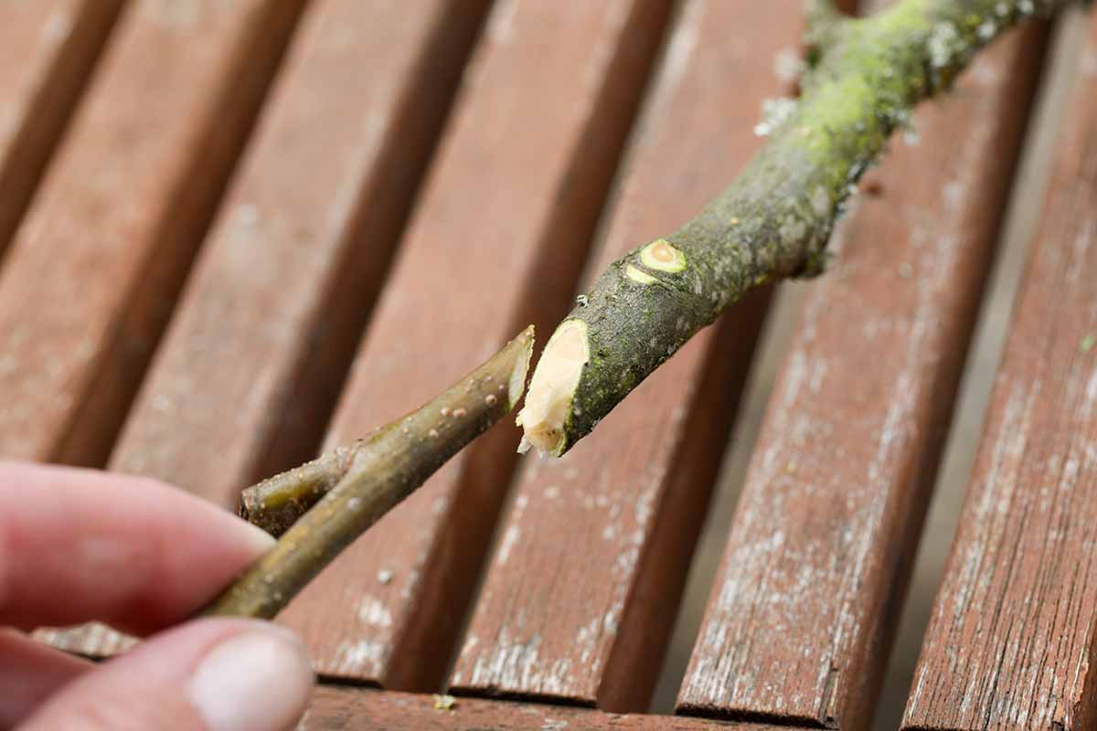 A close up horizontal image of the process of grafting a scion onto a rootstock.