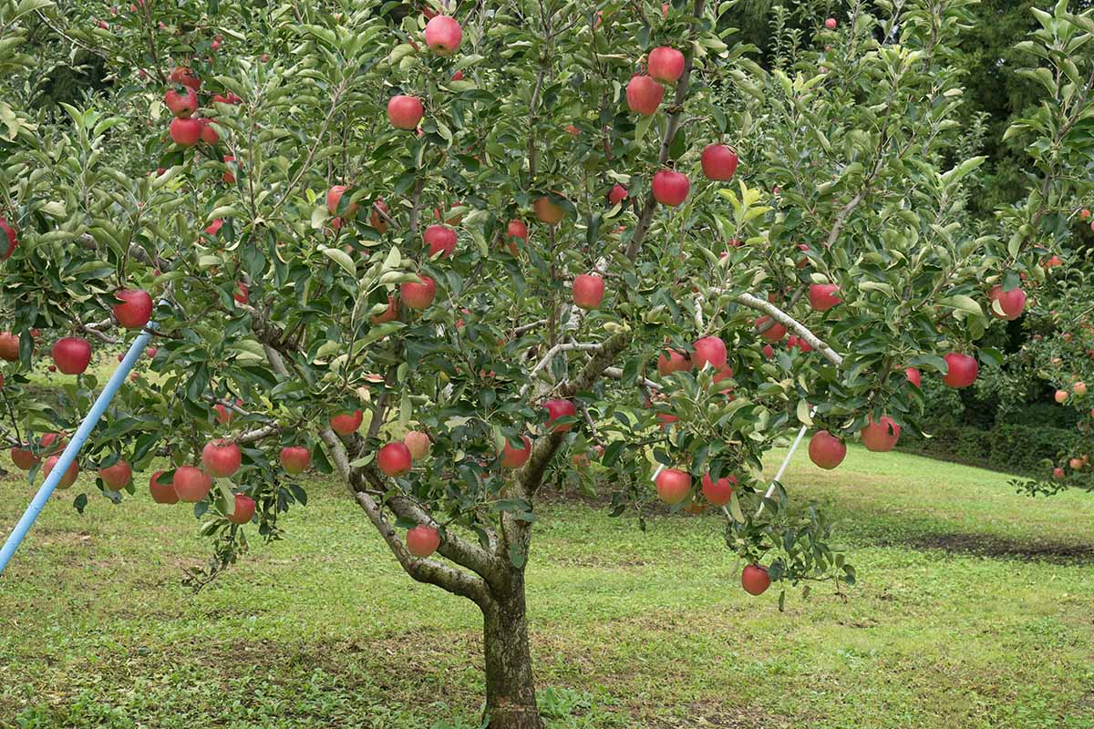 A horizontal image of an apple tree with fruit ready for harvest growing in the garden.