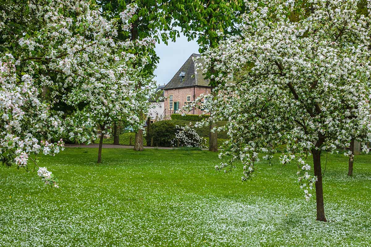 A horizontal image of an orchard with fruit trees in bloom and a residence in the background.