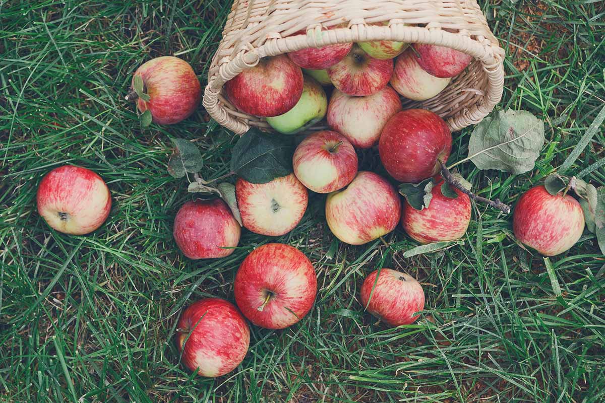 A horizontal image of a wicker basket set on its side on the grass with apples spilling out.