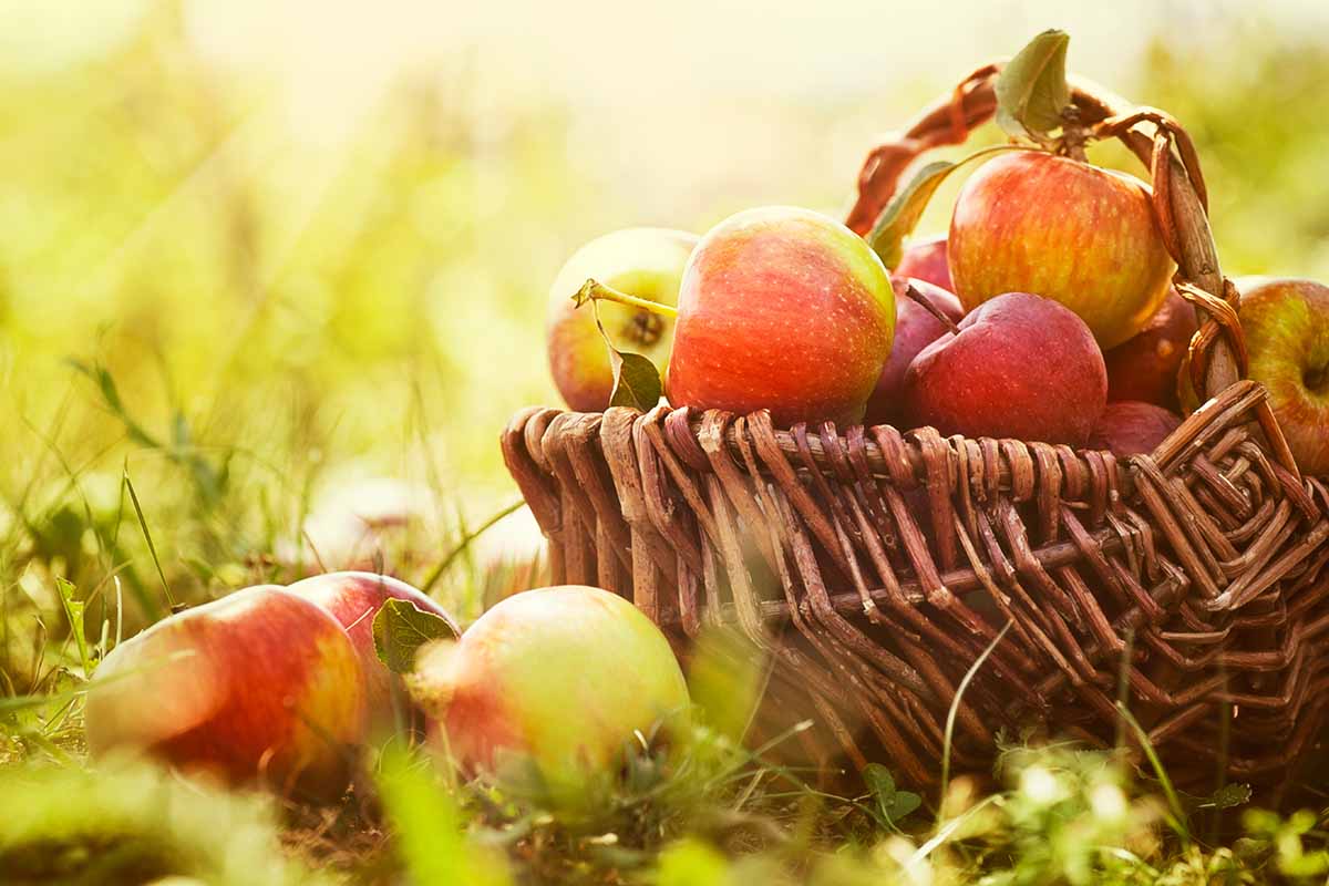 A horizontal image of a wicker basket filled with freshly harvested apples set on the ground pictured on a soft focus background.