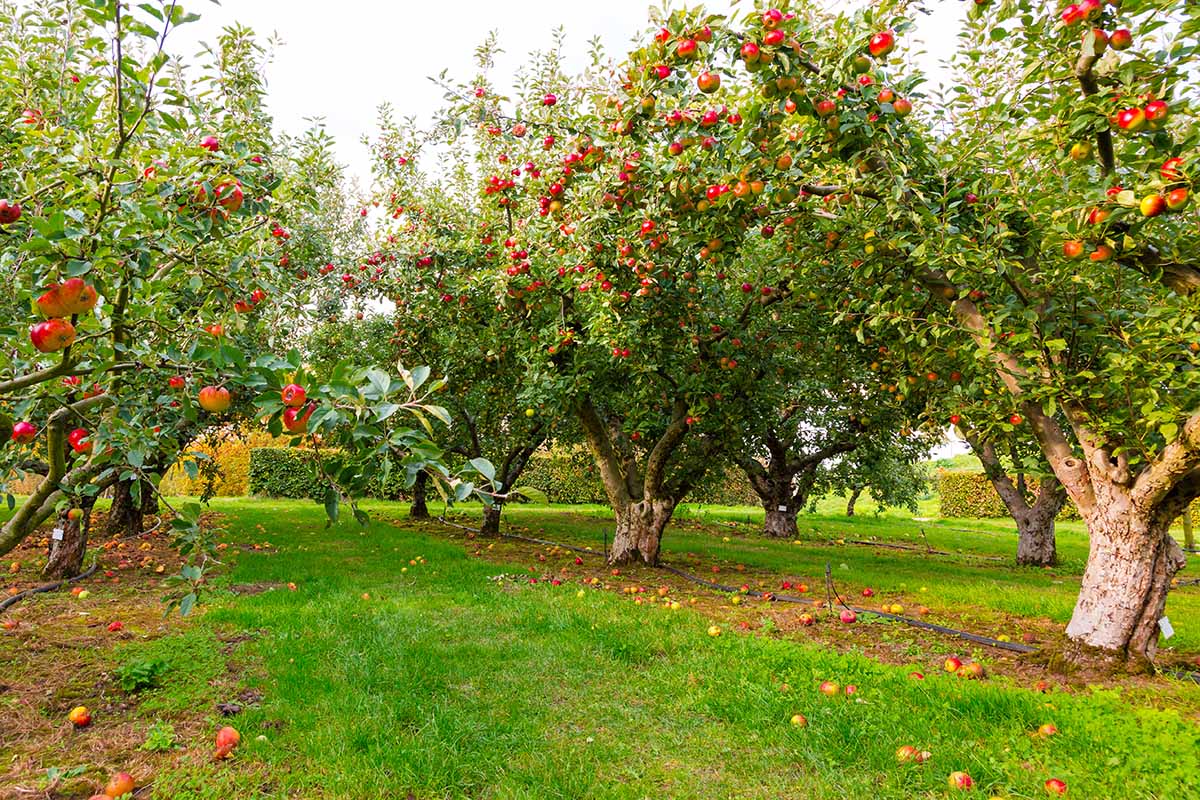 A horizontal image of mature apple trees in an orchard with fruit ready for harvest.