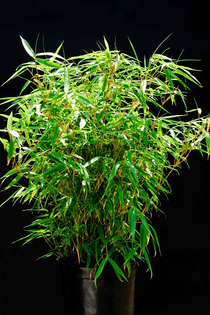A vertical image of bamboo growing in a black plastic pot isolated on a black background.