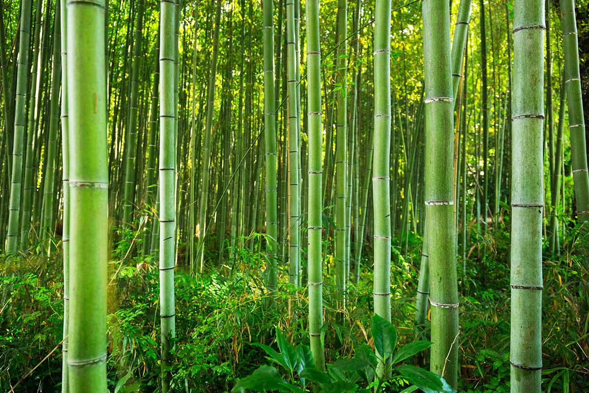 A horizontal image of a dense bamboo forest in Japan.