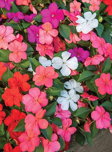 A vertical product close up shot of red, pink, and white Beacon Paradise impatiens blooms.