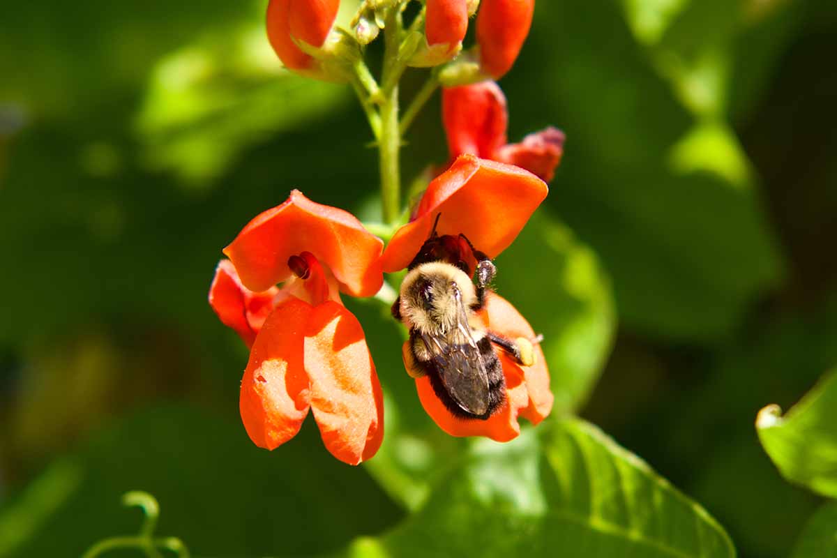 A close up horizontal image of a bee feeding on the nectar of a scarlet runner bean flower pictured in bright sunshine on a soft focus background.