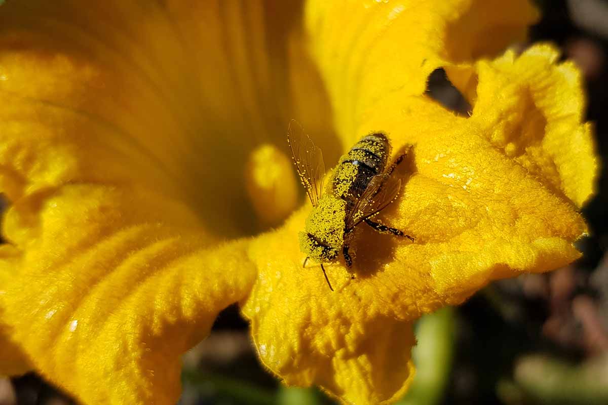 A horizontal close up of a yellow zucchini flower being pollinated by a bee.
